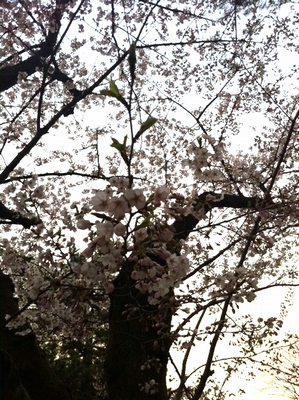 千秋公園,桜