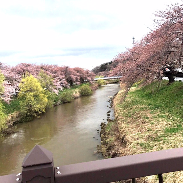 2017,秋田,桜