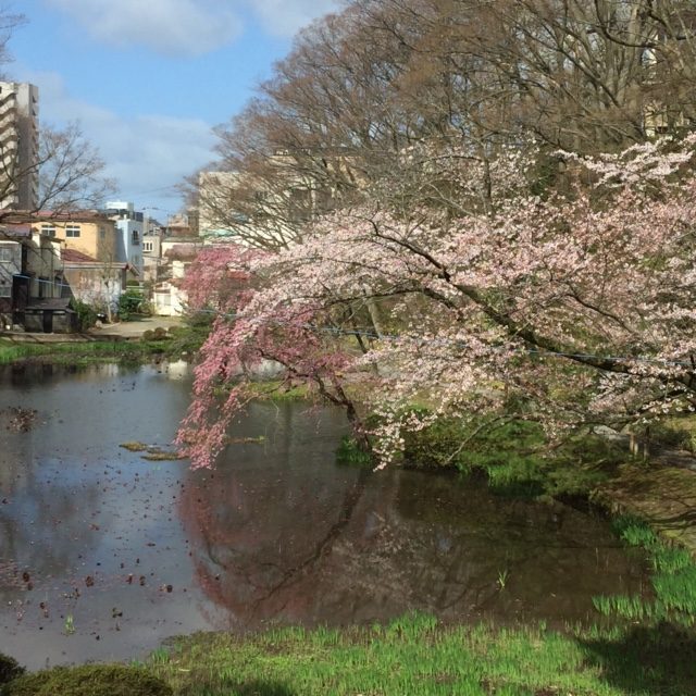 2017,千秋公園,桜