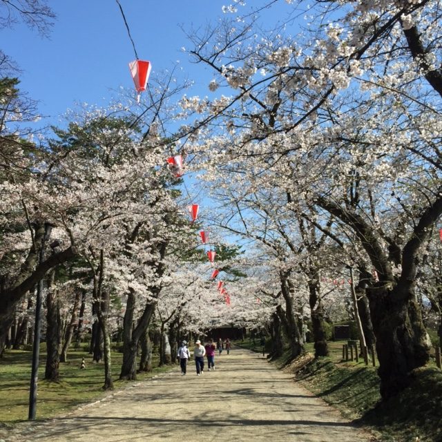 2017,千秋公園,桜